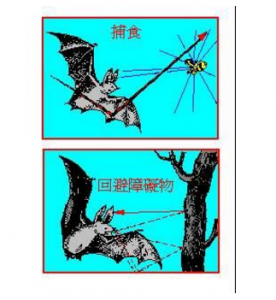 超聲波傳感器應(yīng)用原理及行業(yè)應(yīng)用解決方案詳解