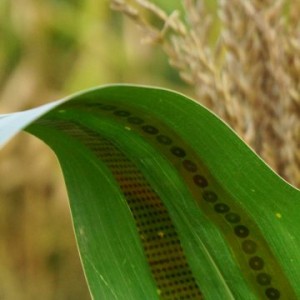 可穿戴式植物石墨烯傳感器用于測(cè)量農(nóng)作物用水量