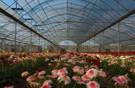 花卉大棚中應用到的土壤濕度傳感器
