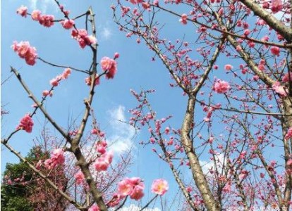 花粉過敏者福音，粉塵傳感器用于春季花粉濃度監(jiān)測(cè)
