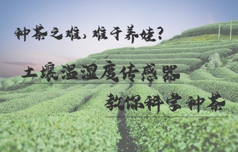 種茶之難，難于養(yǎng)娃？土壤溫濕度傳感器教你科學種茶