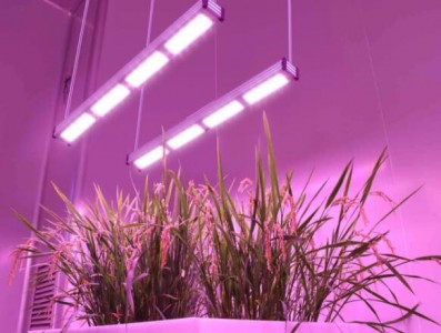 應(yīng)用在LED植物照明中的LED照明燈