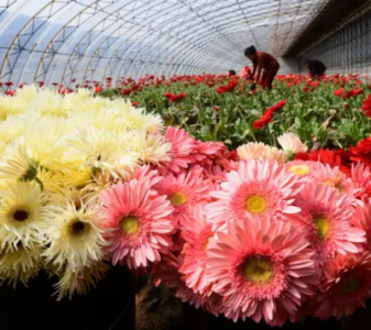 鮮花種植生長(zhǎng)中離不開(kāi)二氧化碳傳感器和溫濕度傳感器的應(yīng)用
