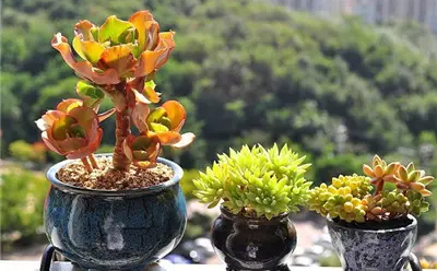 應(yīng)用在植物種植領(lǐng)域的溫濕度傳感器