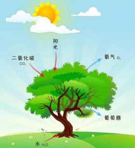 光合有效輻射傳感器在農(nóng)業(yè)種植產(chǎn)量預估中的應用