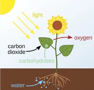 二氧化碳濃度變化對(duì)農(nóng)業(yè)大棚作物種植有哪些影響