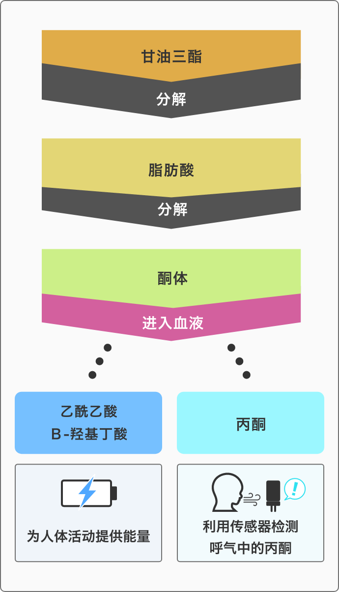 丙酮傳感器TGS1820用于呼氣丙酮檢測與脂肪燃燒率監(jiān)測